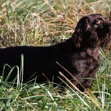 Learn how to stop 34 of the most common dog and puppy behavioral issues when coming up with ideas for the names for female dogs on this page we realized that there were ideas that didn't really fit under any specific category. 32 Hunting Dog Names Perfect For Your Partner In The Field