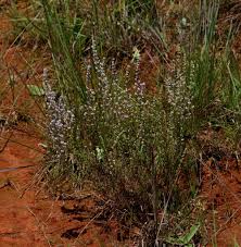 Image result for Erica woodii