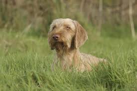 Find wirehaired vizsla puppies and breeders in your area and helpful wirehaired vizsla information. Wirehaired Vizsla Breed Information