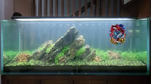 Aquariums How To Make A Giant Nature Aquarium 2000 Mm Diy Aquascape At Home Ideas Home Decor Nature Aquarium Aquarium Amazing Aquariums