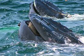 Humpback whales spend much of their time in that part of new england, searching for and i was lobster diving and a humpback whale tried to eat me, he wrote. Humpback Whale Mouth Photograph By Linda Sannuti