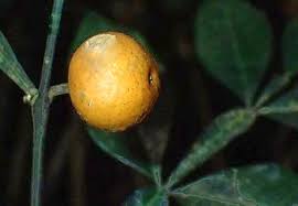 Image result for Citropsis