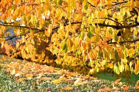 We did not find results for: 6 Reasons For Cherry Tree Leaves Turning Yellow Or Brown The Practical Planter