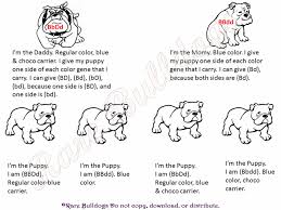 44 Complete French Bulldog Dna Chart