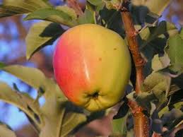 Check spelling or type a new query. 7 Orchard Fruit Sources Ideas Fruit Fruit Trees Fruit Tree Nursery