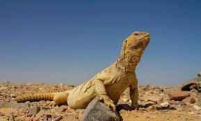 تفسير حلم الضب في المنام animals lizard