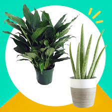 Searchandshopping.org has been visited by 1m+ users in the past month 11 Best Indoor Plants For Your Home In 2021 Air Purifying Plants