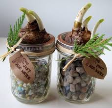 Diy Christmas Plant Gift Projects The Garden Glove Diy Holiday Gifts Diy Holiday Green Gifts