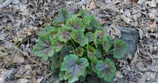 Image result for heuchera americana
