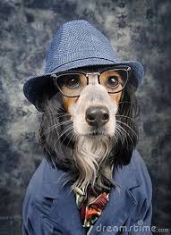 Dog With Style Royalty Free Stock Photos Image 19198678 Cute Funny Pics Fancy Dog Dog Wearing Clothes