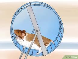 Computer viruses stealthily spread from computer to computer, wreaking sly devastation and costing the world billions of dollars in damage each year. 4 Ways To Keep Your Hamster Happy Wikihow Pet