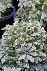 Image result for Cremaspora triflora