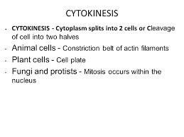 The cytoskeleton is a network of fibers that forms the internal infrastructure of the cell. Cytokinesis Cytokinesis Cytoplasm Splits Into 2 Cells Or C Leavage Of Cell Into Two Halves Animal Cells Constriction Belt Of Actin Filaments Plant Ppt Download