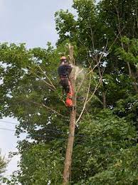 Tree Services In North Little Rock Ar Contact Us Now