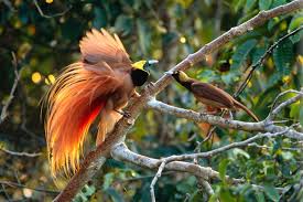 Garuda yang merupakan lambang pemberani dalam mempertahankan wilayah, tetapi dia pun akan menghormati wilayah milik yang lain sekalipun wilayah itu milik burung yang lebih kecil. Mengenal Burung Cendrawasih Burung Super Cantik Dari Indonesia Timur Themoondoggies