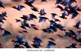 نتیجه جستجوی لغت [flock] در گوگل