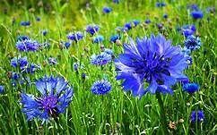Cornflower Yahoo Search Results Yahoo Image Search Results Annual Plants Flowers Cornflower