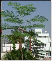 Organic Gardening Moringa Oleifera Drumstick Tree Xplore Xpress Organic Gardening Moringa Zentangle