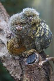 Dwarf Monkeys Cute Animals Animals Pygmy Marmoset