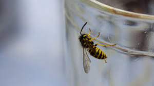 Welche mittel gegen wespen sind effektiv und welche gar nicht? Insekten Was Hilft Gegen Wespen Brigitte De