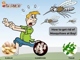 Use this simple but effective mozzy watch to get rid of mosquitoes quickly Camphor Light Camphor In A Room Close All The Doors And Windows Leave It This Way For About Fifteen To Twenty Minutes Keeping Mosquitos Away Tulsi Mosquito