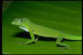 Image result for Chloris