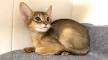 Chausie Kittens For Sale by Reputable Breeders | Pets4You