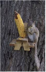 picnic squirrel feeder squirrel squirrel feeder diy