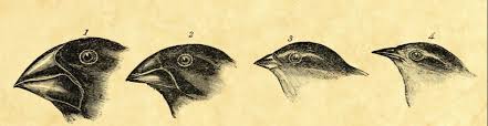 These drawings show how the population changed from time 1 based on this example, explain why evolution by natural selection can only occur if the variation in a trait results in differences in fitness. Topic 5 2 Natural Selection Amazing World Of Science With Mr Green