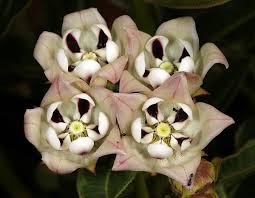 Image result for Pachycarpus concolor