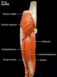We did not find results for: Pin By Donia Moharam On Anatomy Leg Anatomy Anatomy Models Leg Muscles Anatomy