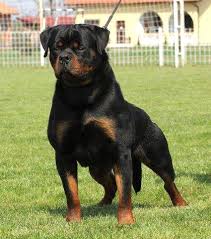 Kopek Dunyasi Adli Kullanicinin Rottweiler Panosundaki Pin 2020