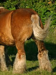Not only are braids extremely practical for securing your hair during physical & outdo… Tail Horse Wikipedia