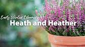Home>plants>plant type>heather plants>erica x darleyensis 'kramer's rote'. Planting Kramer S Rote Heather Youtube
