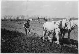File Team Of White Horses Pull Plow Of William Goodiron Nara 285843 Jpg Wikimedia Commons