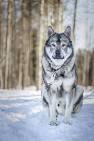 Swedish Elkhound Dog Breed Information. Pictures and ...