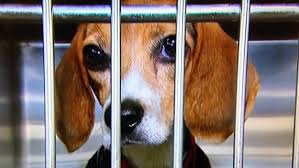 We did not find results for: Nj Bill Requiring Sale Of Only Rescue Shelter Cats Dogs Advances Cbs New York