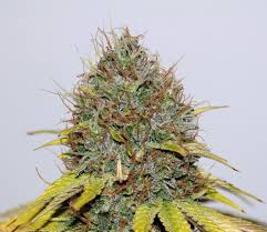 You likely know that cbd comes from cannabis. Cbd Hash Plant Seedsman Strain Info Growdiaries