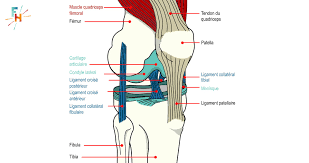 Fessiers : Exercices, Anatomie, Programme. Le Guide D'entraînement.