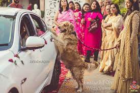 Average engagement rate on the posts is around 0.50%. Awww Picture Credits Design Aqua Studio Photography By Priyanka Kamboj When Your Vidai Is Made Special With Yo Wedding Pets Indian Wedding Pictures Pets
