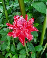 Pin On Flowers Name Ideas