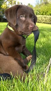 It S Time For My Walk Cutie I D Walk You Any Time Labradorretriever Goruntuler Ile Yavru Kopek Labrador Retrievers Sevimli Kopek Yavrulari