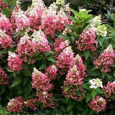 Hydrangea Paniculata Lava Lamp Flare Panicle Hydrangea Hydrangaceae The Hydrangea Family Panicle Hydrangea Red Hydrangea Hydrangea