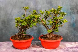 Image result for Ficus ottoniifolia