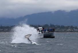 The 8 hour, roundtrip journey leaves port townsend then travels to friday harbor on san. Late In The Hunt The Larger Male Orca T47c Made A Cartwheel Maneuver In Pursuit Of The Sea Li Picture Of Seattle Whale Watching Tour Port Townsend Tripadvisor