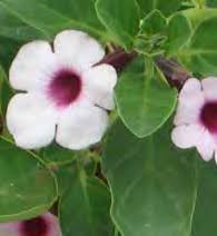 Image result for Pterodiscus elliottii