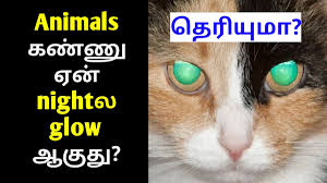 Without it, cats will lose their fur. Miss Pink Tamil Misspinktamil Twitter
