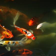 Take a sneak peak at the movies coming out this week (8/12) mondays at the movies: How Many Koi Can I Have In My Pond Pond Size Calculator Pond Informer
