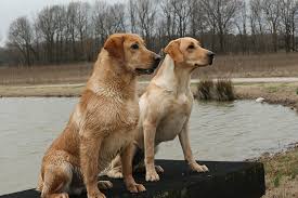 Golden retriever puppies are adorable and if you are buying one of your own, sometimes making a choice can be difficult. Don T Stop Retrievin Ay Magazine