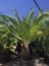 Image result for Encephalartos gratus